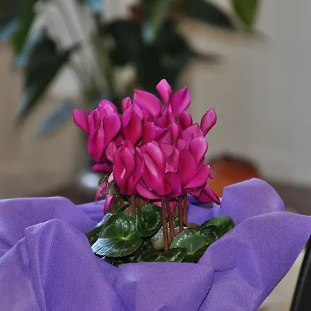 Alojamento de Acomodação e Pequeno-almoço Dante Alighieri 3*